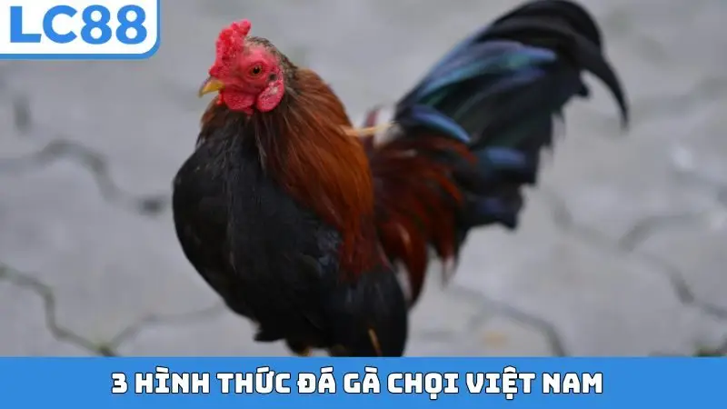 3 hình thức đá gà chọi Việt Nam 