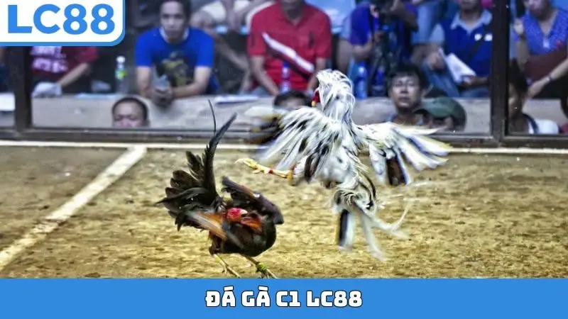Đá gà C1 LC88