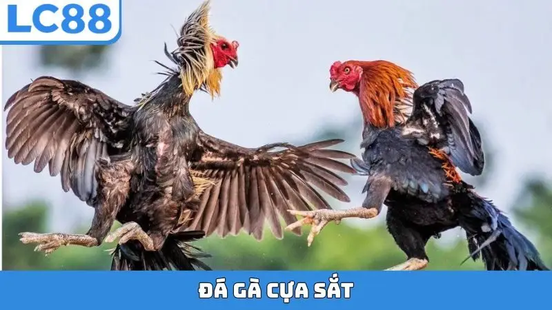 Đá gà cựa sắt