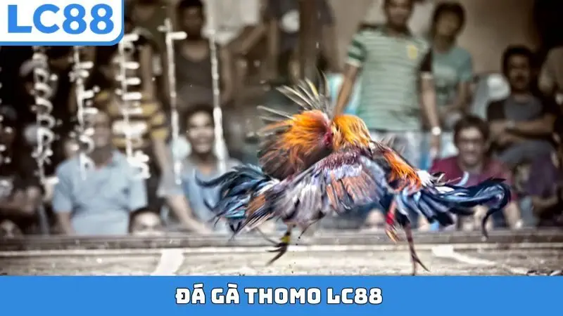 Đá gà Thomo LC88