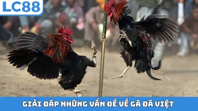 Giải đáp những vấn đề về gà đá Việt