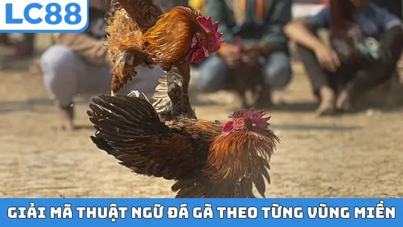 Giải mã thuật ngữ đá gà theo từng vùng miền