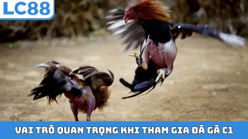Vai trò quan trọng khi tham gia đá gà C1